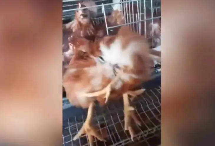 four-legged mutant chicken