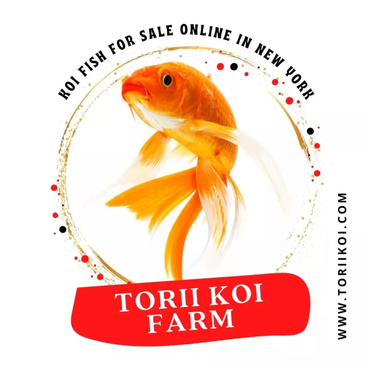 koi fish for sale