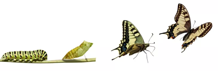 butterfly metamorphosis