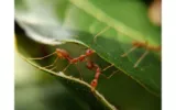 8 Best Ways How To Get Rid Of Ants