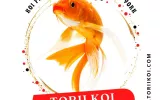 koi fish for sale