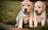 Nationwide Healthy Puppies For Sale