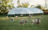Livestock Housing - Cheviot Sheep Tunnel | McGregor Agri